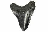 Fossil Megalodon Tooth - South Carolina #168160-1